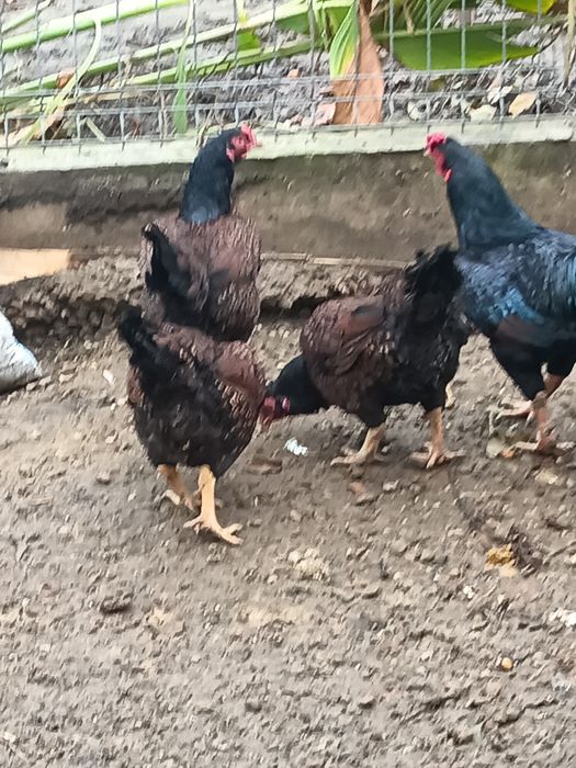 Găini combatante indiene