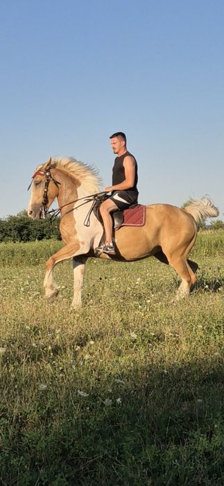 Iapa pinto american ,palomino pt echitatie adulti si copii