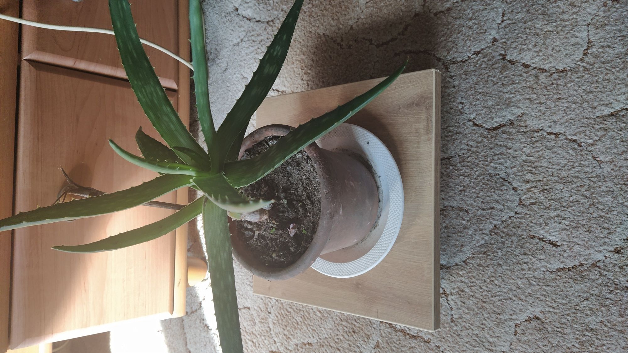 Vând Aloe Vera și Cactus Epiphyllum