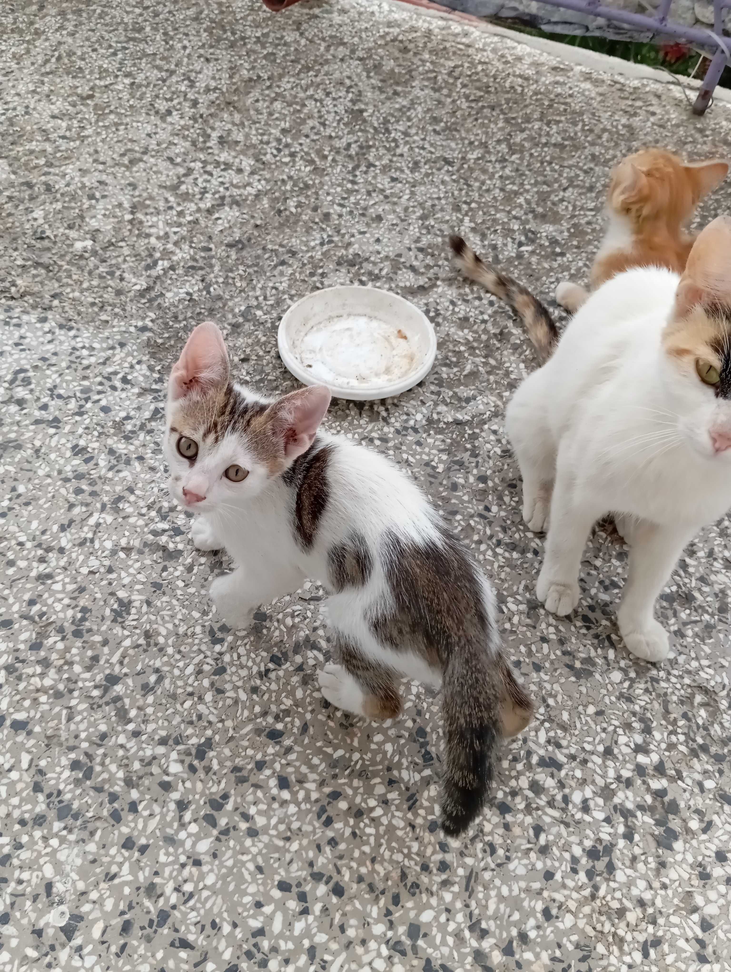 Подарявам котенца