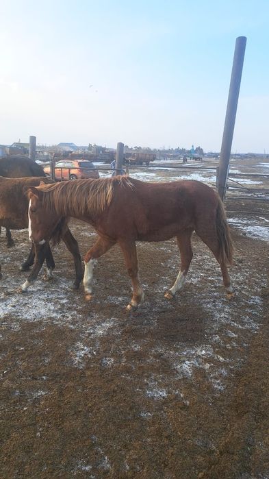 Продам 2 тайчика, возраст 1.7