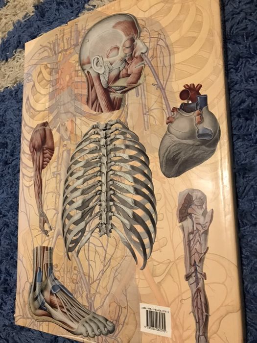 Atlas (Human Anatomy)