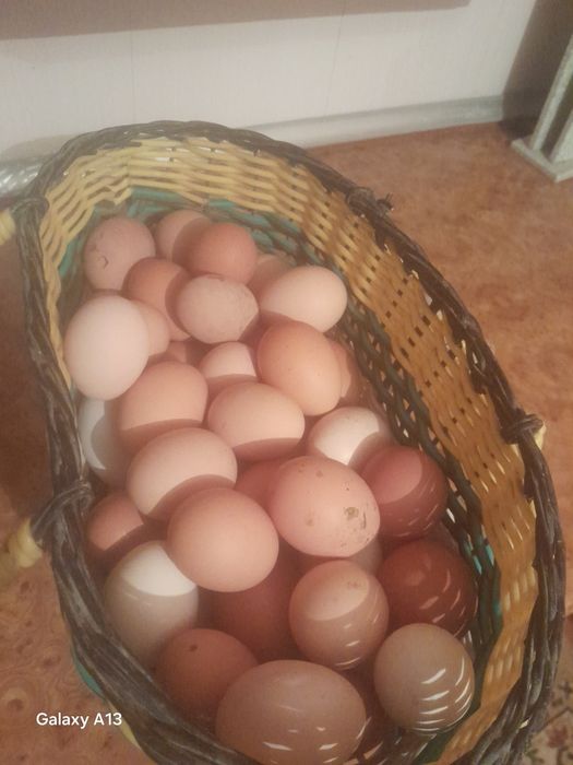 Яйца домашние куриные