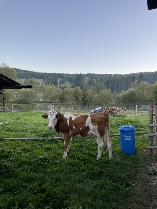 Junca balțată gestantă in 4 luni