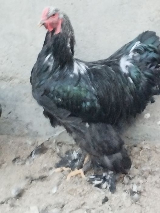 Хурозла сотилади.Брама кора.