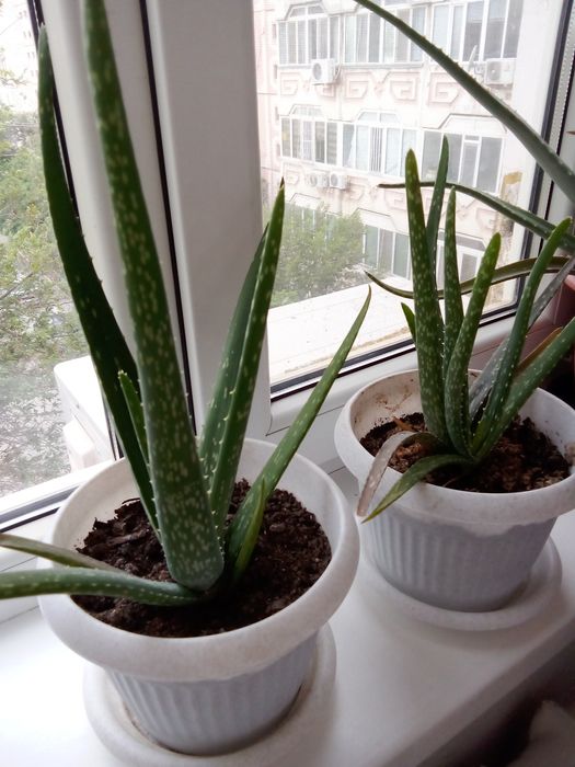 Комнатные растения Алоэ