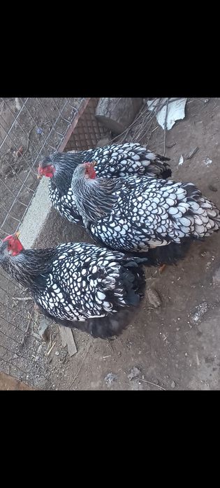 Vand gaini combatant indian