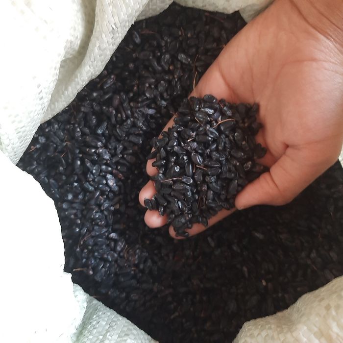 Барбарис чисто сушенный