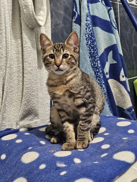 Търсят любящи стопани