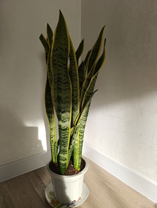 Сансерверия -комнатное растение