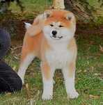 Pui Akita inu femela de top, părinți mari campioni, testați HD-A, Ed-0