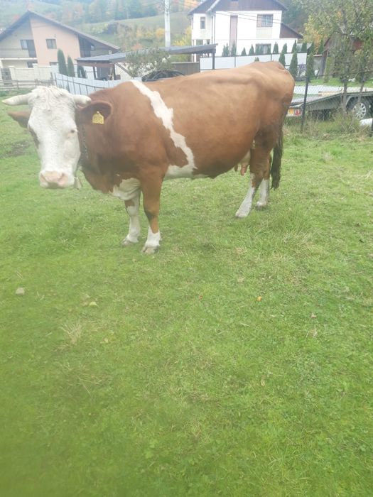 Vacă de 8 ani gestantă