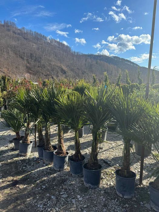 Palmieri Trachycarpus Fortunei | Aspect Tropical + Garanție