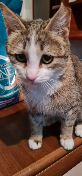 Отдам в добрые руки кошечку