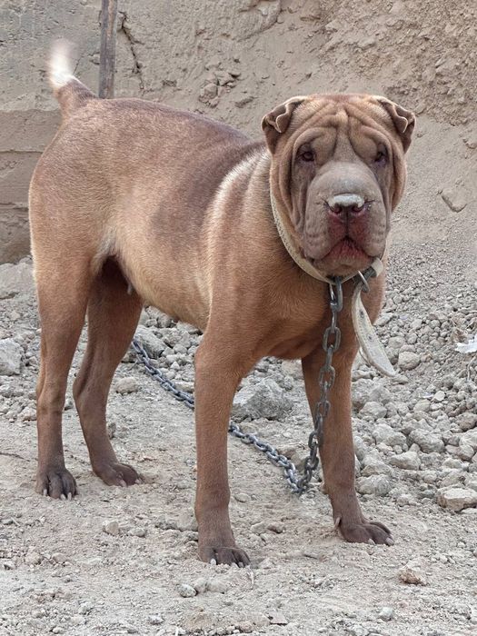 Шарпей сотилади аи