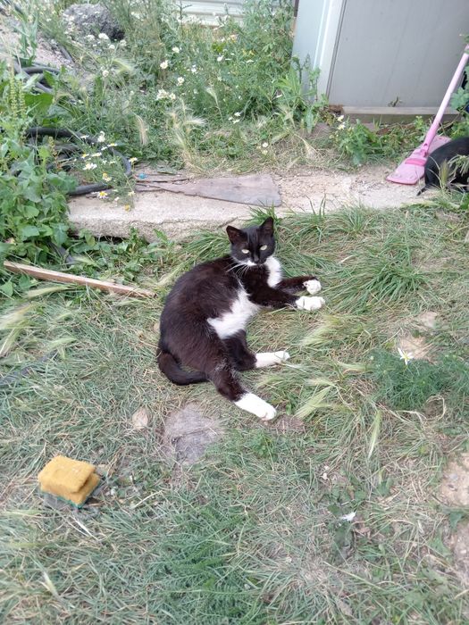 Срочно! Кошечка приблудилась. Ёсли не возьмут замёрзнет, на улице холо