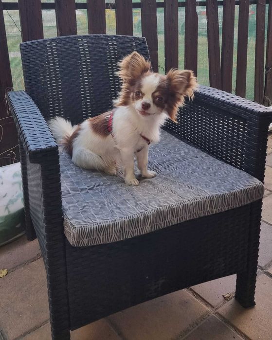 Чихуахуа момченце