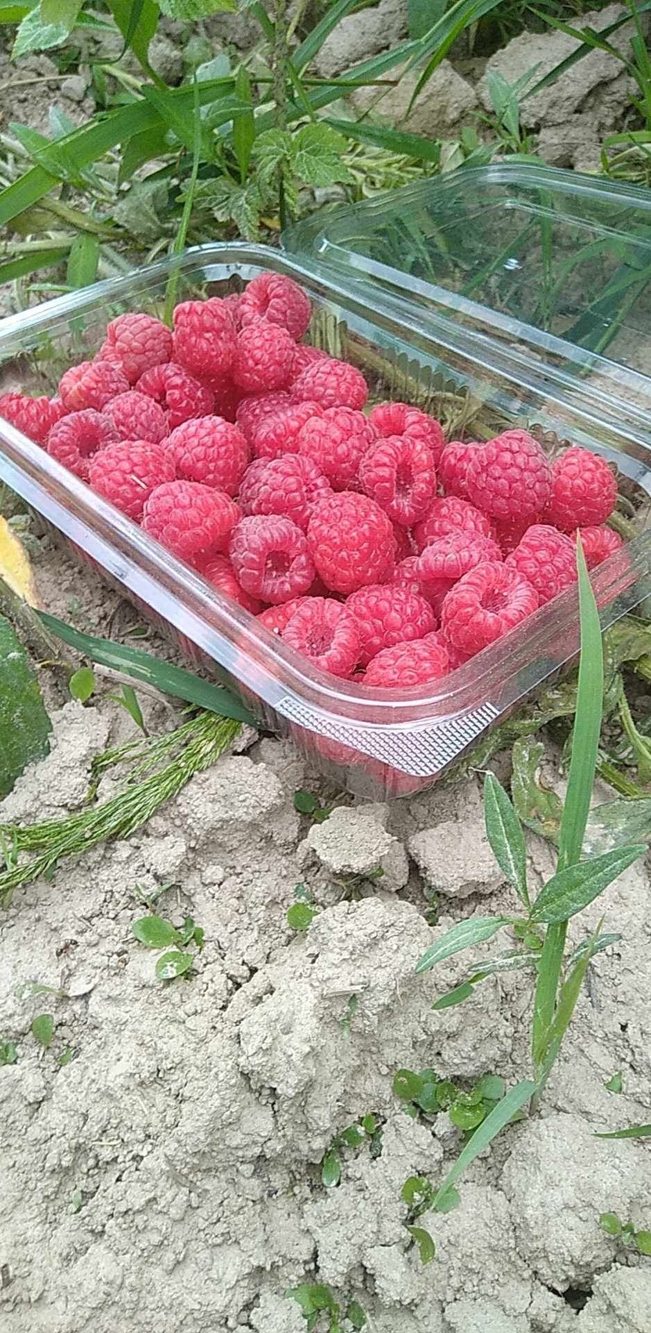 Zmeură bio fără stropiți chimice