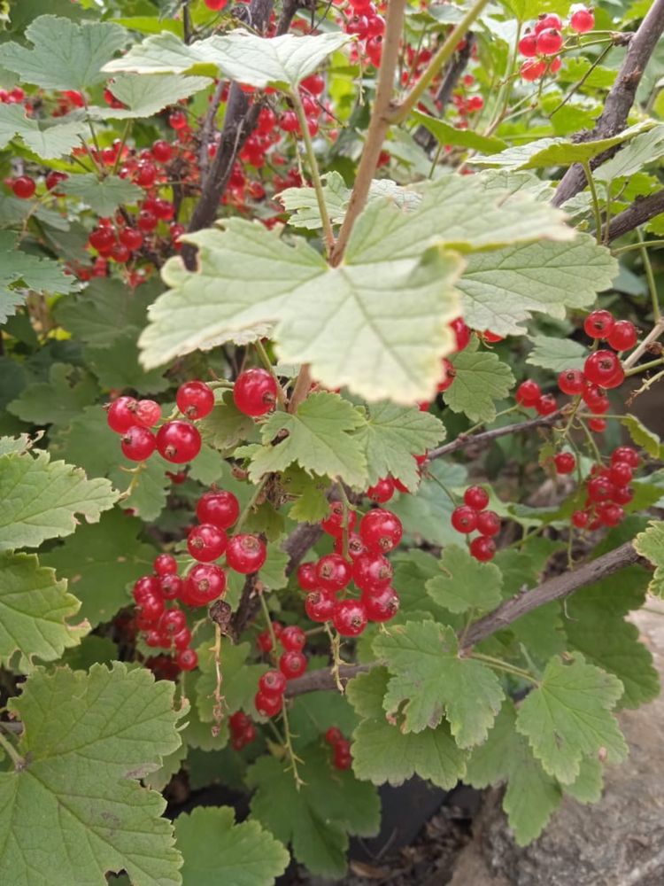 Продам дом в Шанхае