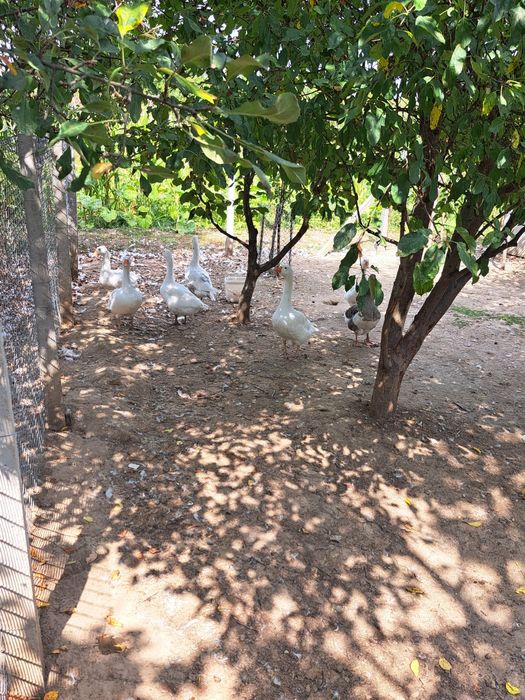 Vând.       Gâște.