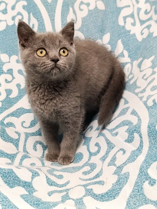 Pui fetiță British Shorthair ORADEA