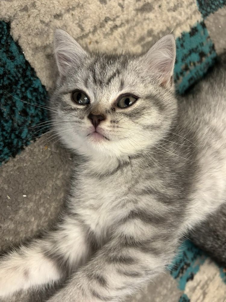 British shorthair taby