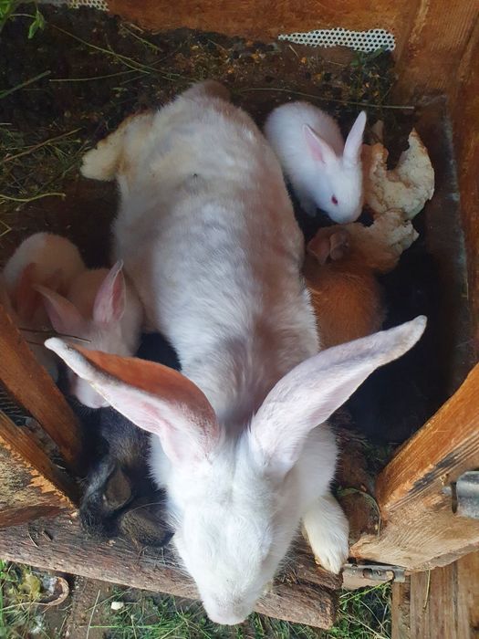 Vand iepurii de rasă