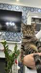 Котёнок мальчик, Кошка рыжая и серая стерилизованные кошкам по 8 месяц
