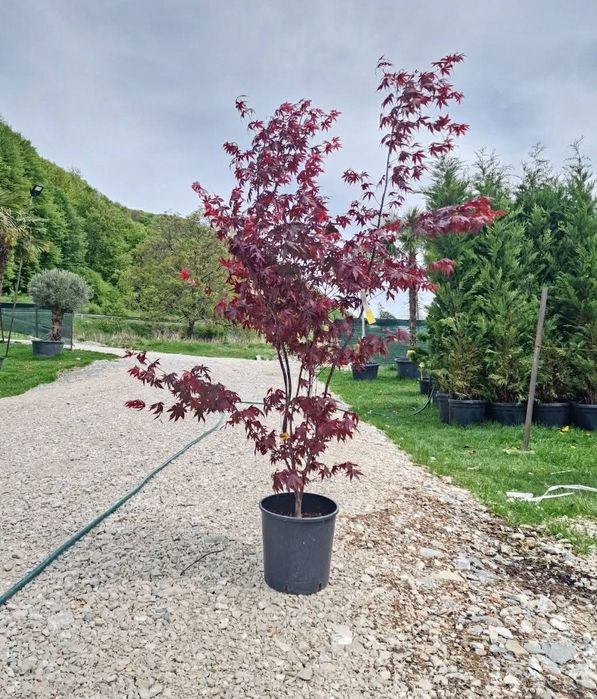 Plante ornamentale pentru o gradina de vis oferim transport