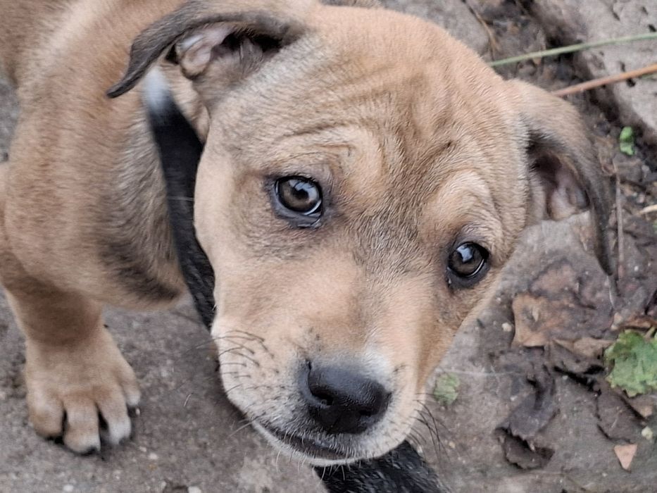 Кученца-Питбулчета