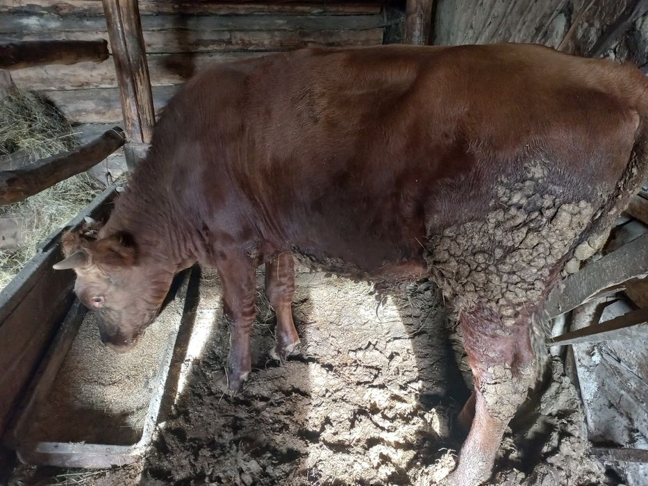 Продам бычка разного возраста