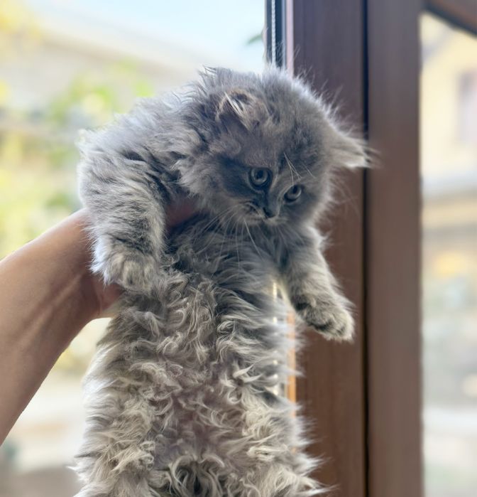 Скоттиш страйт  хайленд