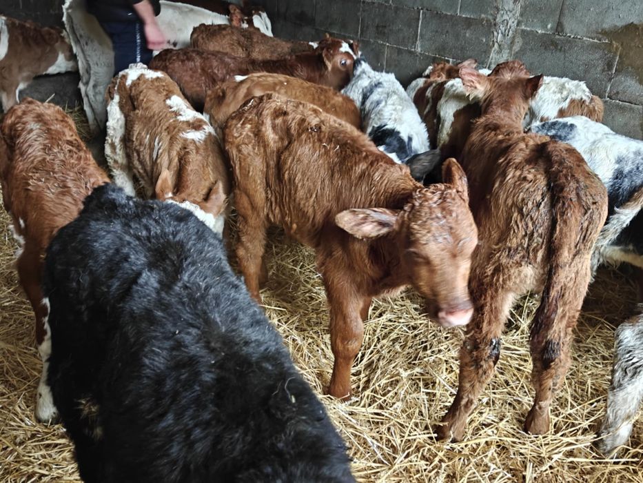 Vand taurasi si vitele