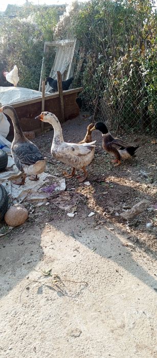 Гоз и ордак  4тасыны бырга срочно сотаман