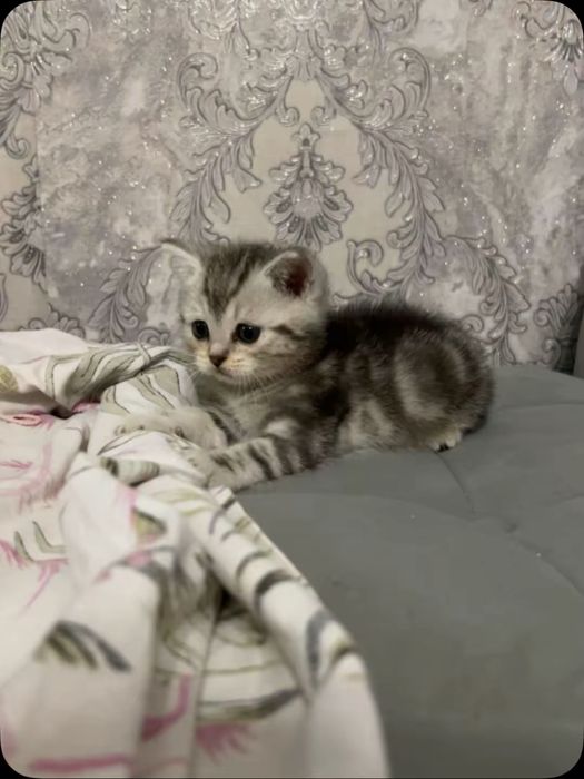 Продам мальчика скотиш страйт