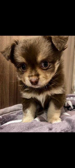 Мальчишки длинношерстные чишки,лучший подарок