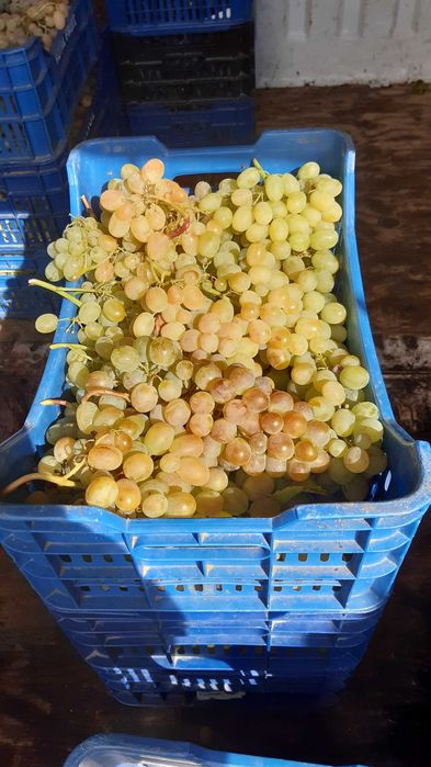 Грозде за ракия и вино
