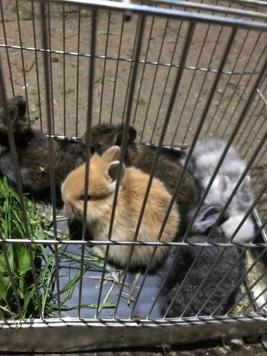 Vând iepuraș Cap de Leu  o nouă serie , 5 bucăți foarte drăgălasi