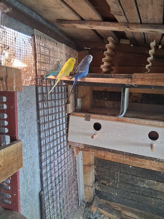 Cinci peruși de vânzare