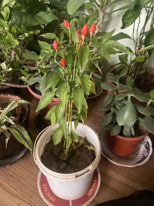 Комнатные цветы