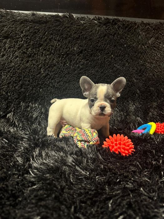 Bulldog Francez Blue Pied