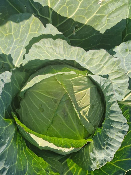 Varza, ceapa alba; roșie