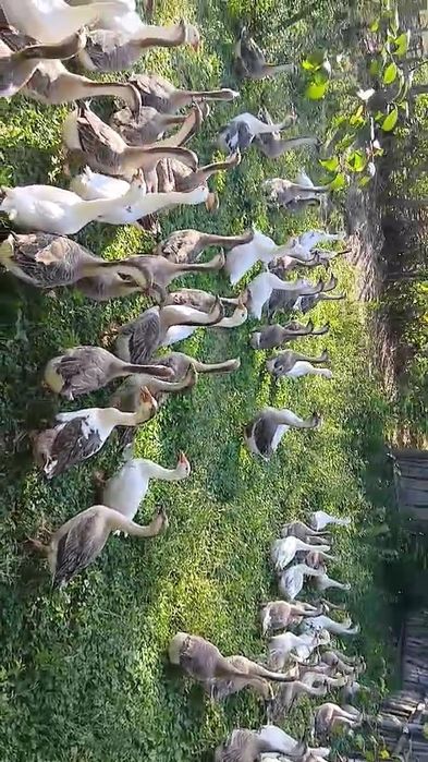 Vând gâște leșești tinere.