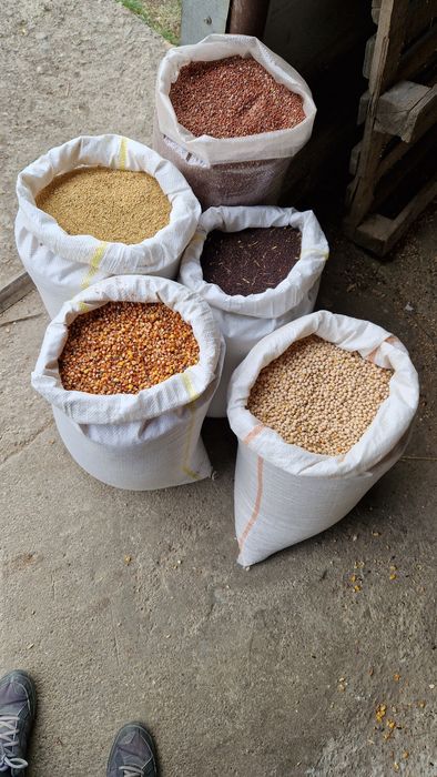 Sorg, mei,rapiță, mazăre,porumb gritz