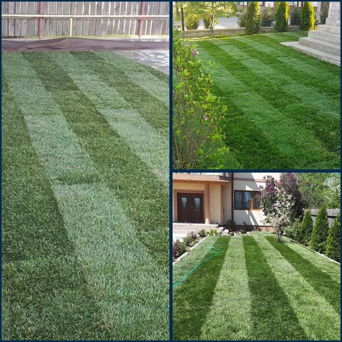 Vand piatra si plante ornamentale