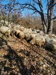 Berbeci grași pentru sacrificat