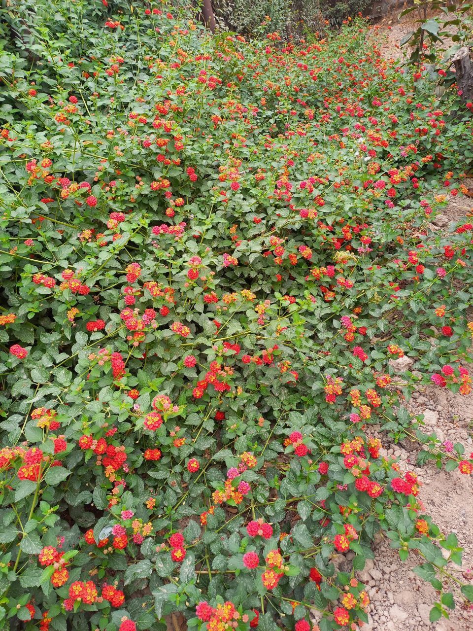 Lantana guli ko'chatlari sotiladi