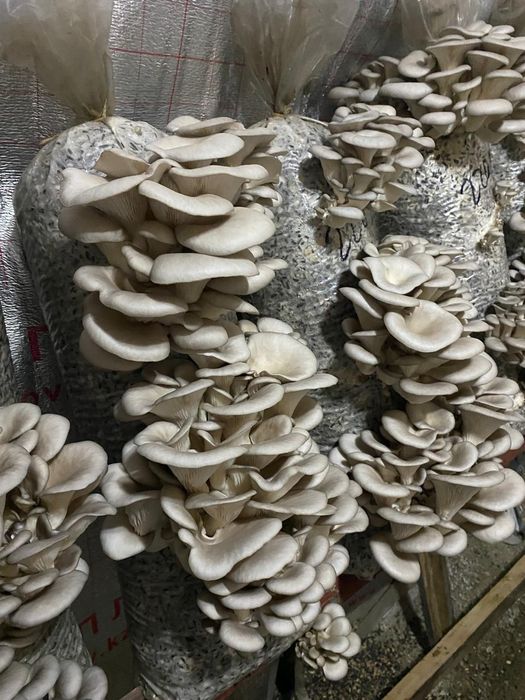 Грибы вешенка хорошо