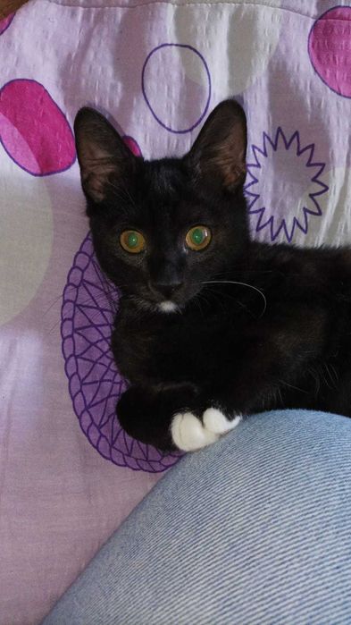 Pisoi de 3 luni pentru adopție