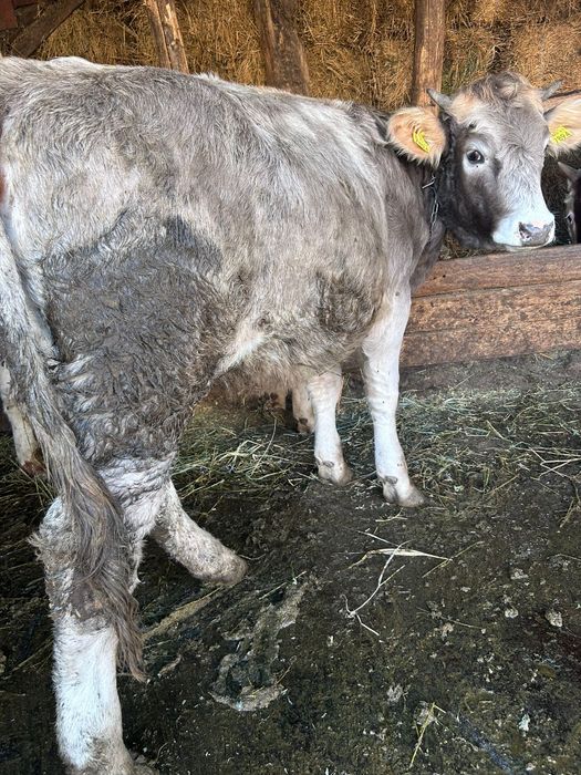 Vând juncă de 5 luni